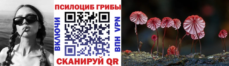 Купить закладки  Ахтубинск  Псилоцибиновые грибы Cubensis 