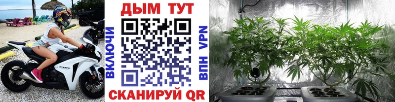 Купить где  Ахтубинск  Бошки Шишки планчик 